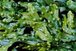 Значение водорослей